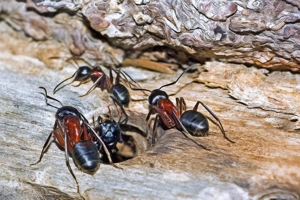 fourmis bois poutre