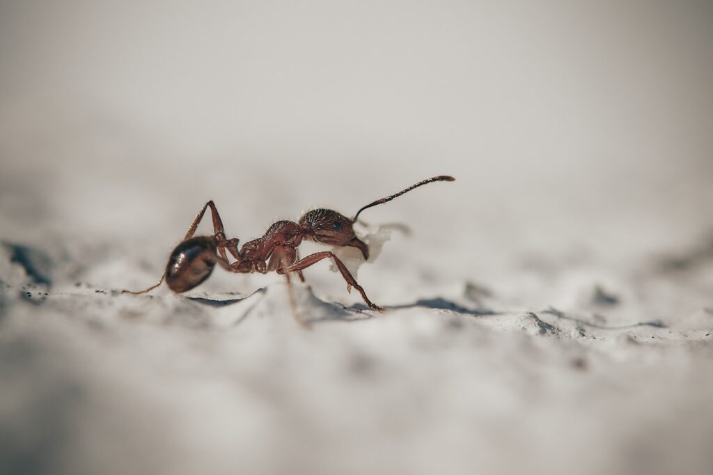 fourmis lutte naturelle