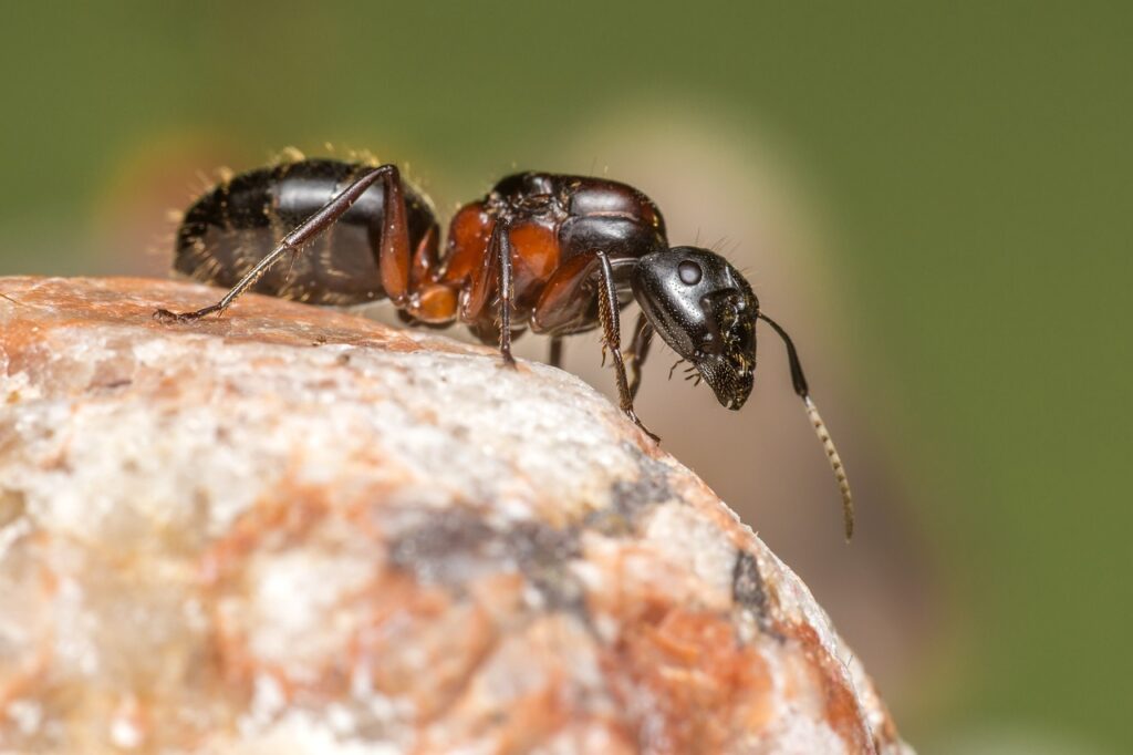 traitement fourmis maison