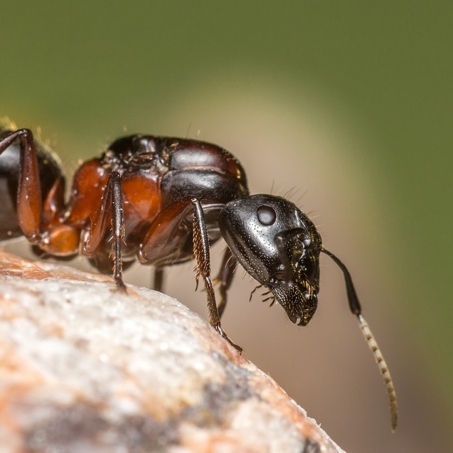 fourmis charbonnières